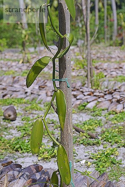Flachblättrige Vanille  tahitianische Vanille oder westindische Vanille (Vanilla planifolia) auf einer Plantage  Insel La Digue  Seychellen  Afrika