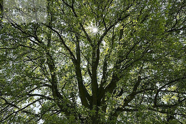 Stieleiche (Quercus robur)  hinterleuchtete Eichenkrone  Thüringen  Deutschland  Europa