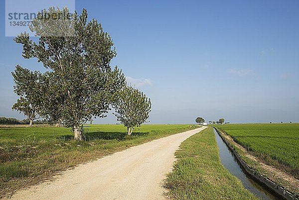 Feldweg und Kanal inmitten von Reisfeldern (Oryza sativa)  die zu einem kleinen Bauernhaus führen  in der Umgebung des Naturparks Ebro-Delta  Provinz Tarragona  Katalonien  Spanien  Europa