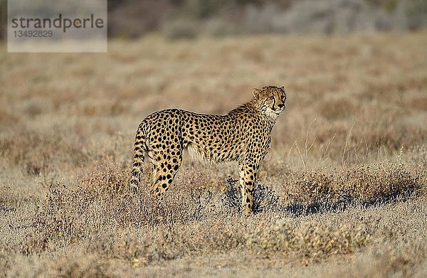 Gepard (Acinonyx jubatus)  Männchen steht im trockenen Grasland  in der Nähe von Namutoni  Etosha-Nationalpark  Kunene-Region  Namibia  Afrika