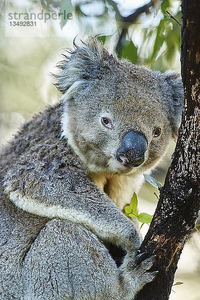 Koala (Phascolarctos cinereus) auf einem Bambusbaum  Great Otway National Park  Victoria  Australien  Ozeanien