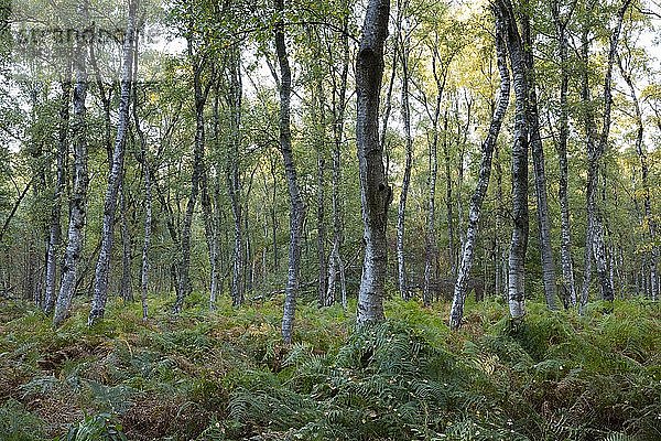 Farn im Birkenwald  Naturschutzgebiet Beversee  Bergkamen  Ruhrgebiet  Nordrhein-Westfalen  Deutschland  Europa
