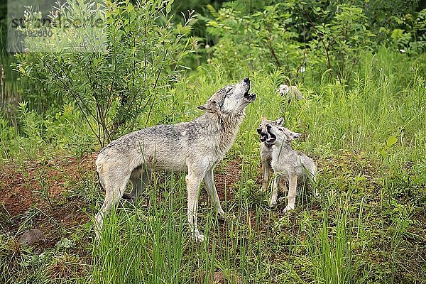 Graue Wölfe (Canis lupus)  Erwachsene mit Jungtieren auf einer Wiese  heulend  Sozialverhalten  Pine County  Minnesota  USA  Nordamerika