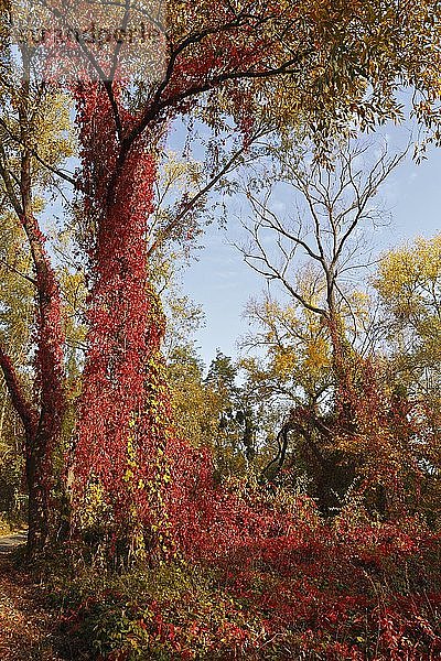 Reben an einem Baum  wilder Wein im Herbst  Biosphärenreservat Mittlere Elbe  Dessau-Roßlau  Sachsen-Anhalt  Deutschland  Europa