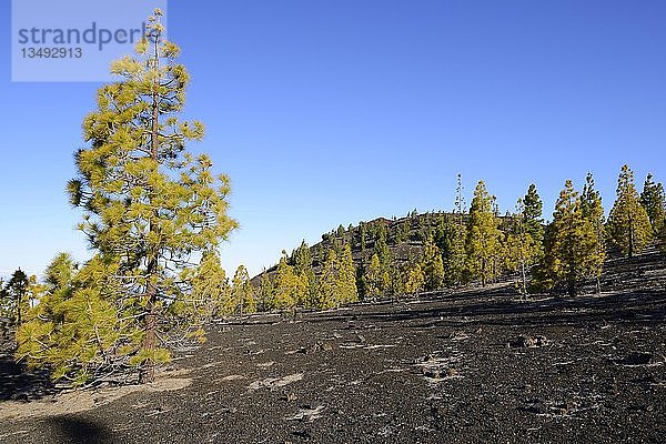 Kanarische Kiefern (Pinus canariensis) in vulkanischer Landschaft  Teide-Nationalpark  UNESCO-Welterbe  Teneriffa  Kanarische Inseln  Spanien  Europa