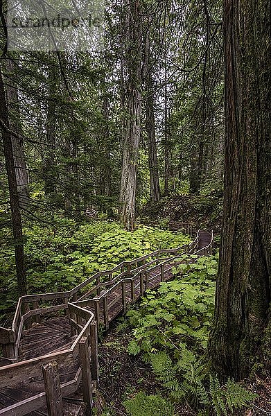 Holzpfad  Giant Cedars Boardwalk Wanderweg  Regenwald mit roten Zedern (Toona ciliata)  Mount Revelstoke National Park  British Columbia  Kanada  Nordamerika
