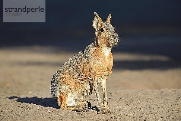 Patagonischer Mara (Dolichotis patagonum)  in Gefangenschaft  Vorkommen Südamerika  Deutschland  Europa