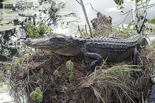Alligator (Alligator mississippiensis)  Everglades National Park  Florida  USA  Nordamerika