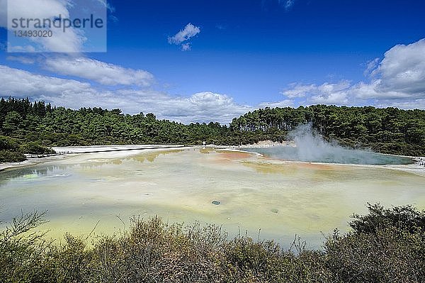 Der farbenfrohe champagnerfarbene Pool  Wai-O-Tapu Volcanic Wonderland  Nordinsel  Neuseeland  Ozeanien
