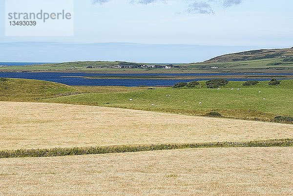 Gerstenfelder für die Whiskeyherstellung  Isle of Islay  Innere Hebriden  Schottland  Vereinigtes Königreich  Europa