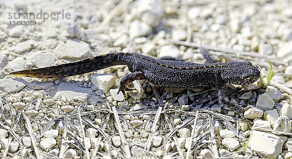 Bergmolch (Triturus alpestris) auf einer Schotterstraße in der Nähe von Eichstätt  Bayern  Deutschland  Europa