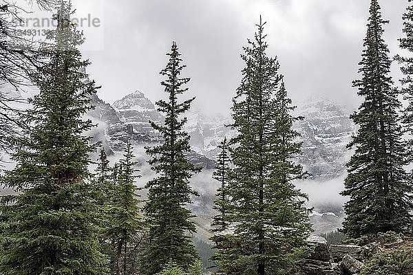 Schneebedeckte Berggipfel mit Nebel hinter Nadelbäumen  Banff National Park  Alberta  Kanada  Nordamerika