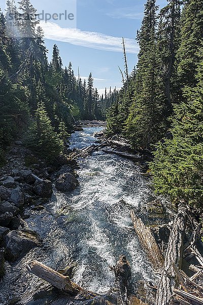 Wilder Fluss umgeben von Wald  Garibaldi Provincial Park  British Columbia  Kanada  Nordamerika