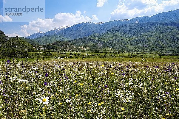 Blumenwiese im Vjosa-Tal  bei Përmet  Qark Gjirokastra  Gjirokastër  Albanien  Europa
