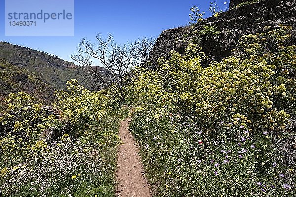 Weg durch blühende Vegetation  gelb blühender Riesenfenchel (Ferula communis)  Barranco de la Mina  bei Las Lagunetas  Gran Canaria  Kanarische Inseln  Spanien  Europa