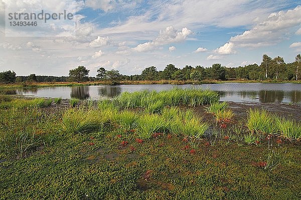 Moorlandschaft  Teich mit Verlandungszone  Schwingrasen aus Torfmoos (Sphagnum)  Sonnentau (Drosera) und Weißes Schnabelried (Rhynchospora alba)  Naturschutzgebiet LÃ¼neburger Heide  Niedersachsen  Deutschland  Europa