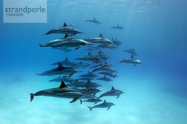Schwarm Delfine Spinnerdelfin (Stenella longirostris)  schwimmend in Lagune  Great Barrier Reef  Pazifik  Australien  Ozeanien