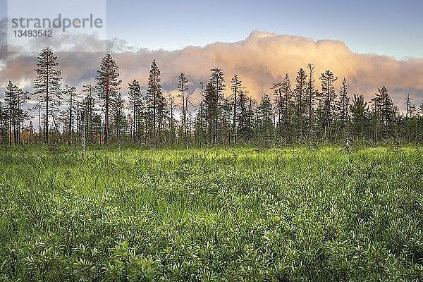 Kiefernwald mit rosa Wolken im Feuchtgebiet  SodankylÃ¤  Lappi  Finnland  Europa