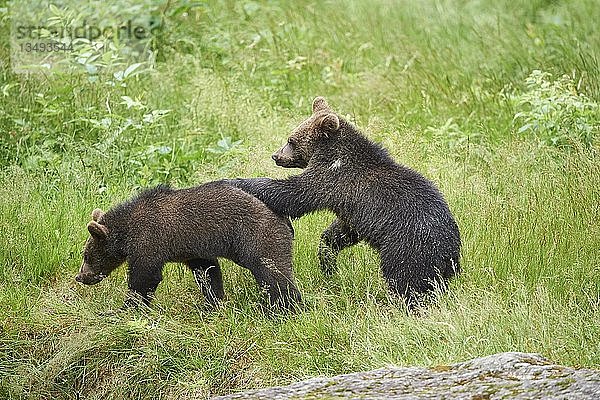 Zwei Eurasische Braunbären (Ursus arctos arctos)  Jungtiere auf einer Wiese  Nationalpark Bayerischer Wald  Bayern  Deutschland  Europa