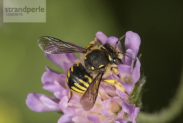 Europäische Wollknäuel-Biene (Anthidium manicatum) auf Ackerkratzdistel (Knautia arvensis)  Baden-Württemberg  Deutschland  Europa