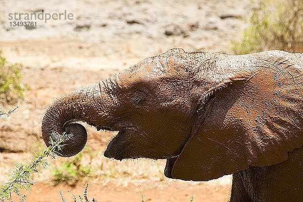 Junger verwaister afrikanischer Elefant (Loxodonta africana)  der mit seinem Rüssel einen Dornenbusch ausreißt  Kenia  Afrika