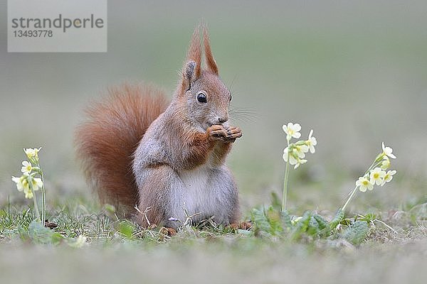 Rotes Eichhörnchen (Sciurus vulgaris) sitzt auf einer Blumenwiese und frisst  Sachsen  Deutschland  Europa