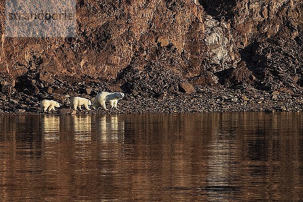 Eisbären (Ursus maritimus)  Muttertier mit zwei Jungtieren  die am felsigen Ufer laufen  Woodfjords  Insel Spitzbergen  Spitzbergen Archipel  Svalbard und Jan Mayen  Norwegen  Europa
