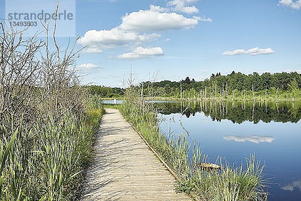 Holzsteg im Regenmoor und Neckarursprung Schwenninger Moos  Villingen-Schwenningen  Schwarzwald-Baarkreis  Baden-WÃ¼rttemberg  Deutschland  Europa