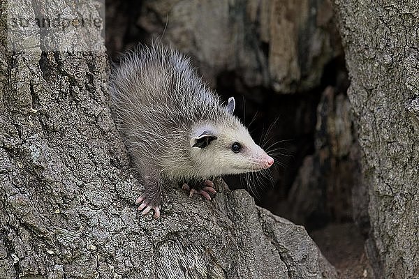 Virginia Opossum (Didelphis virginiana)  Jungtier auf Baumstamm  wachsam  Tierporträt  Pine County  Minnesota  USA  Nordamerika