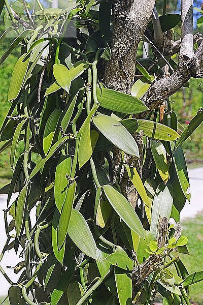 Vanillepflanzen  Vanille (Vanilla planifolia) auf einer Plantage  La Digue  Seychellen  Afrika