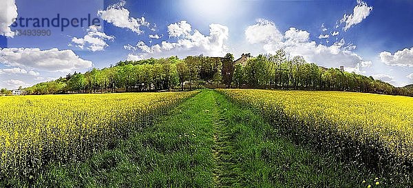 Grüner Fußweg inmitten von leuchtend gelben Rapsfeldern  der zu einer Baumallee der Willibaldsburg in Eichstätt  Bayern  Deutschland  Europa führt
