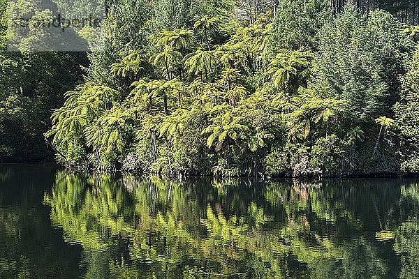 Baumfarne (Cyatheales) am Ufer  Mangamahoe-See  New Plymouth  Taranaki  Nordinsel  Neuseeland  Ozeanien