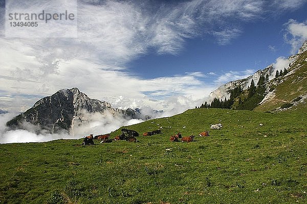 Kühe auf einer Alpweide  Österreich  Europa