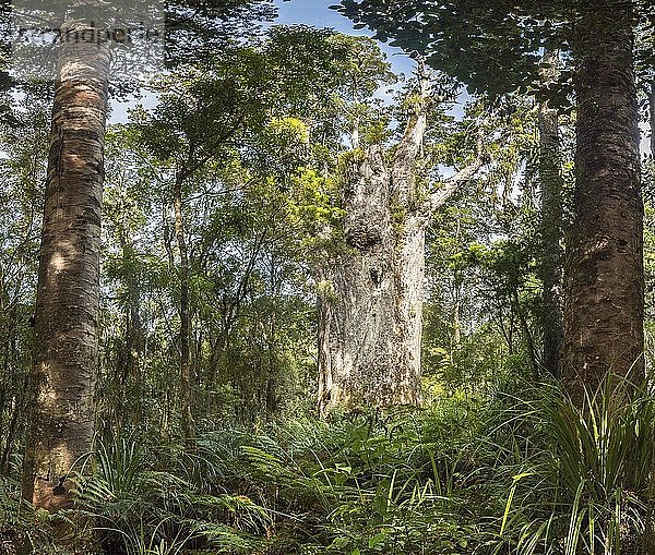 Te Matua Ngahere  Vater des Waldes  sehr alte und große Agathis australis (Agathis australis)  Waipoua Forest  Northland  Nordinsel  Neuseeland  Ozeanien