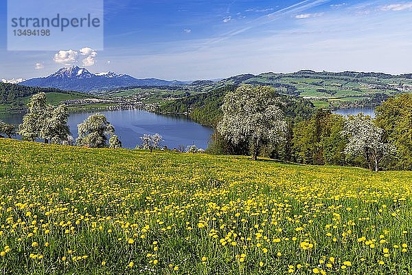 Blick auf den Zugersee und den Pilatus  vor dem blühenden Feld mit Löwenzahn und Birnbäumen  Walchwil  Kanton Zug  Schweiz  Europa