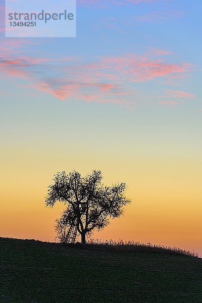 Silhouette  Baum auf HÃ¼gel  Baden-WÃ¼rttemberg  Deutschland  Europa