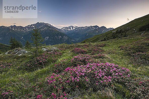 Behaarte Alpenrose (Rhododendron hirsutum) auf Bergwiese  Blick zur Schobergruppe  Nationalpark Hohe Tauern  Kärnten  Österreich  Europa