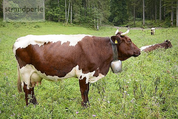 Pinzgauer Rind  Milchkuh mit Kuhglocke auf der Alm  bei SchÃ¶nau am KÃ¶nigssee  Nationalpark Berchtesgaden  Berchtesgadener Land  Oberbayern  Bayern  Deutschland  Europa