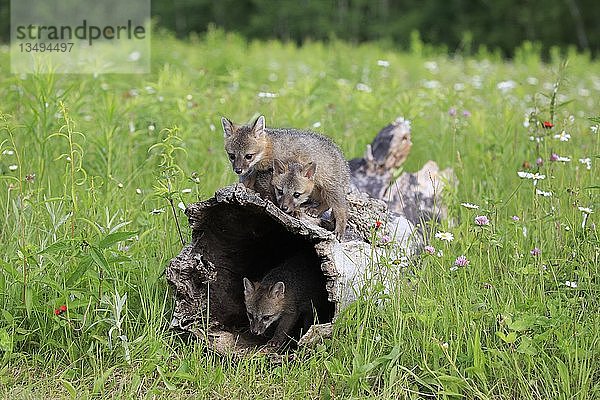 Graue Füchse (Urocyon cinereoargenteus)  drei Jungtiere spielen auf einem ausgehöhlten Baumstamm in einer Blumenwiese  Pine County  Minnesota  USA  Nordamerika