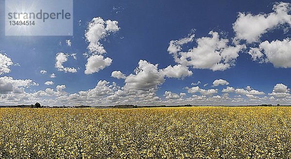 WeiÃŸe Wolken vor blauem Himmel Ã¼ber einem leuchtend gelben Rapsfeld  ''Ritter- und RÃ¶merweg''  bei Erkertshofen  Titting  Naturpark AltmÃ¼hltal  Bayern  Deutschland  Europa''