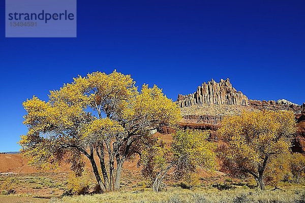 Espen (Populus tremula) mit Herbstlaub vor den Gipfeln des Capitol Reef National Park  Utah  USA  Nordamerika