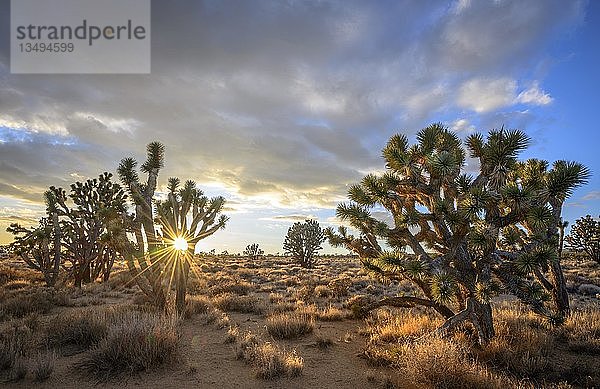 Joshua-Bäume (Yucca brevifolia) bei Sonnenuntergang  Mojave-Wüste  Wüstenlandschaft  Mojave National Preserve  Kalifornien  USA  Nordamerika