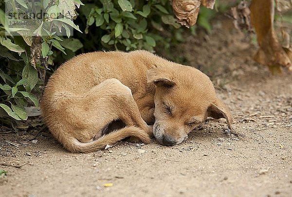 Schlafender Hundewelpe (Canis lupus familiaris)  in Gefangenschaft  Chiang Dao  Thailand  Asien