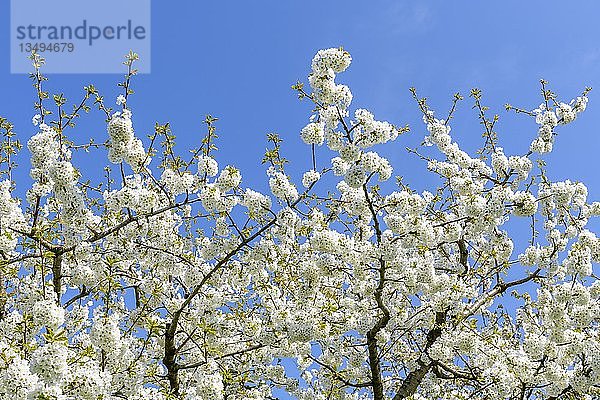 Blühende Kirschbaumzweige (Prunus) Schwäbische Alb  Baden-WÃ¼rttemberg  Deutschland  Europa