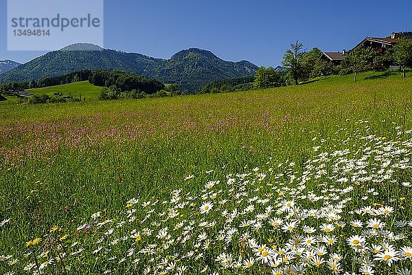 Blumenwiese mit Gänseblümchen in Obergschwend  Ruhpolding  bei Unternberg  Chiemgau  Oberbayern  Bayern  Deutschland  Europa