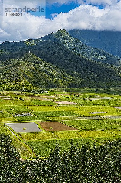 Taro-Felder bei Hanalei auf der Insel Kauai  Hawaii  USA  Nordamerika