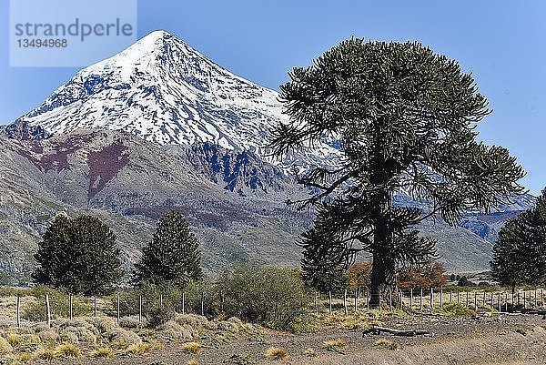 Schneebedeckter Vulkan Lanin und Affenpuzzlebaum (Araucaria araucana)  zwischen San Martin de los Andes und Pucon  Nationalpark Lanin  Patagonien  Grenze zwischen Argentinien und Chile