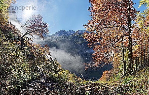 Heller Bergwald im Herbst  Landtalgraben  Nationalpark Berchtesgarden  SchÃ¶nau am KÃ¶nigssee  Berchtesgaden  Bayern  Deutschland  Europa