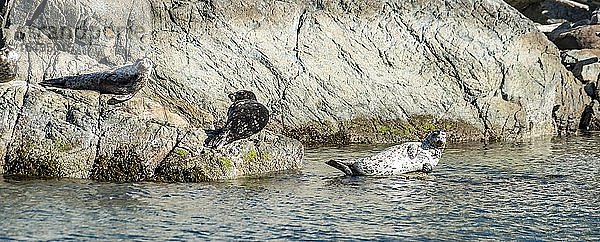 Drei Pinnipeds (Pinnipedia) auf einem Felsen liegend  Pam Rock  Howe Sound  nahe Vancouver  British Columbia  Kanada  Nordamerika