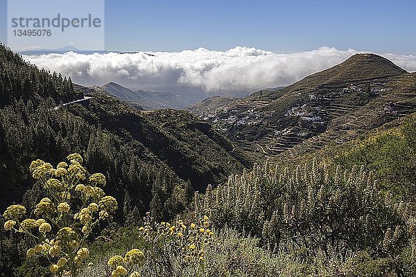 Blick in den Barranco Hondo de Abajo  bei Juncalillo  Natternkopf (Echium) und Riesenfenchel (Ferula communis)  Passatwolken und Insel Teneriffa mit Vulkan Teide  Gran Canaria  Kanarische Inseln  Spanien  Europa